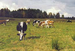 Vaches